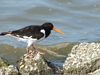 Haematopus ostralegus 10, Scholekster, Saxifraga-Jan van der Straaten