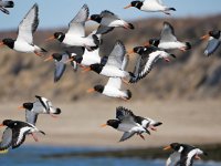 Haematopus ostralegus 103, Scholekster, Saxifraga-Tom Heijnen