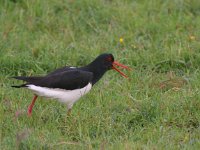 Haematopus ostralegus 11, Scholekster, Saxifraga-Luc Hoogenstein