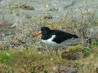 Haematopus ostralegus 12, Scholekster, Saxifraga-Marijke Verhagen