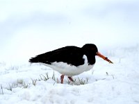 Haematopus ostralegus 13, Scholekster, Saxifraga-Piet Munsterman