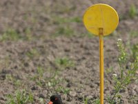 Haematopus ostralegus 14, Scholekster, Saxifraga-Jaap Schelvis