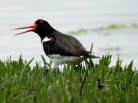 Haematopus ostralegus 17, Scholekster, Saxifraga-Iztok Skornik