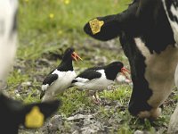 Haematopus ostralegus 18, Scholekster, Saxifraga-Piet Munsterman