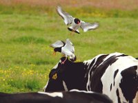 Haematopus ostralegus 19, Scholekster, Saxifraga-Piet Munsterman