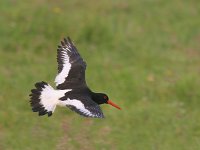 Haematopus ostralegus 21, Scholekster, Saxifraga-Luc Hoogenstein