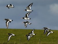 Haematopus ostralegus 22, Scholekster, Saxifraga-Piet Munsterman