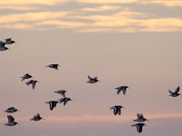 Haematopus ostralegus 25, Scholekster, Saxifraga-Jan Nijendijk