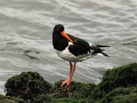 Haematopus ostralegus 26, Scholekster, Saxifraga-Piet Munsterman