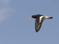 Haematopus ostralegus 27, Scholekster, Saxifraga-Mark Zekhuis