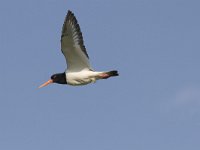 Haematopus ostralegus 28, Scholekster, Saxifraga-Mark Zekhuis