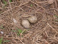 Haematopus ostralegus 29, Scholekster, Saxifraga-Peter Meininger