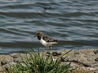 Haematopus ostralegus 3, Scholekster, juvenile, Saxifraga-Piet Munsterman