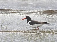 Haematopus ostralegus 31, Scholekster, Saxifraga-Kees van Berkel