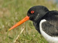 Scholekster #46531 : Haematopus ostralegus, Scholekster, Oystercatcher