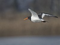 Haematopus ostralegus 33, Scholekster, Saxifraga-Ab H Baas