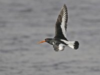 Haematopus ostralegus 34, Scholekster, Saxifraga-Ab H Baas