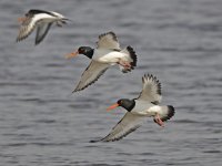 Haematopus ostralegus 36, Scholekster, Saxifraga-Ab H Baas