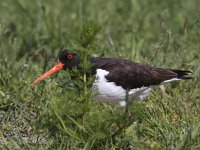 Haematopus ostralegus 38, Scholekster, Saxifraga-Mark Zekhuis