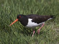 Haematopus ostralegus 39, Scholekster, Saxifraga-Mark Zekhuis