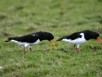 Haematopus ostralegus 4, Scholekster, display, Saxifraga-Piet Munsterman