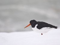 Haematopus ostralegus 40, Scholekster, Saxifraga-Rik Kruit