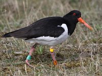 Haematopus ostralegus 41, Scholekster, Saxifraga-Peter Meininger