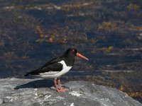 Haematopus ostralegus 44, Scholekster, Saxifraga-Jan van der Straaten