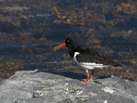 Haematopus ostralegus 45, Scholekster, Saxifraga-Jan van der Straaten