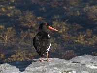 Haematopus ostralegus 46, Scholekster, Saxifraga-Jan van der Straaten