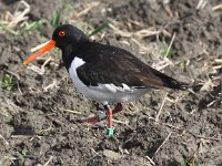 Haematopus ostralegus 47, Scholekster, Saxifraga-Peter Meininger