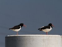 Haematopus ostralegus 48, Scholekster, Saxifraga-Martin Mollet