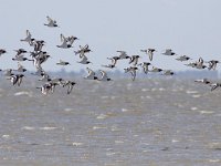 Haematopus ostralegus 49, Scholekster, Saxifraga-Mark Zekhuis