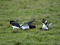 Haematopus ostralegus 5, Scholekster, Saxifraga-Piet Munsterman