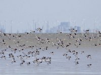 Haematopus ostralegus 50, Scholekster, Saxifraga-Mark Zekhuis