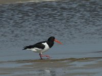 Haematopus ostralegus 52, Scholekster, Saxifraga-Willem van Kruijsbergen