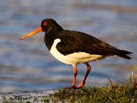 Haematopus ostralegus 53, Scholekster, Saxifraga-Bart Vastenhouw