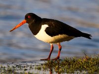 Haematopus ostralegus 54, Scholekster, Saxifraga-Bart Vastenhouw