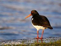 Haematopus ostralegus 56, Scholekster, Saxifraga-Bart Vastenhouw