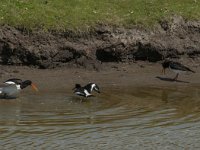 Haematopus ostralegus 58, Scholekster, Saxifraga-Jan van der Straaten