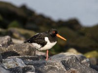 Haematopus ostralegus 59, Scholekster, Saxifraga-Dirk Hilbers