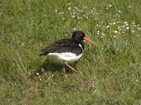 Haematopus ostralegus 6, Scholekster, Saxifraga-Jan van der Straaten