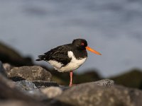 Haematopus ostralegus 60, Scholekster, Saxifraga-Dirk Hilbers