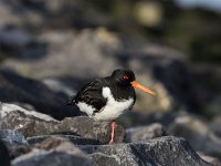 Haematopus ostralegus 61, Scholekster, Saxifraga-Dirk Hilbers