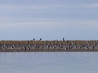 Haematopus ostralegus 62, Scholekster, Saxifraga-Mark Zekhuis