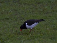 Haematopus ostralegus 63, Scholekster, Saxifraga-Jan Nijendijk