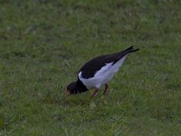 Haematopus ostralegus 64, Scholekster, Saxifraga-Jan Nijendijk