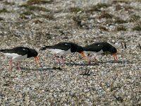 Haematopus ostralegus 7, Scholekster, display, Saxifraga-Piet Munsterman