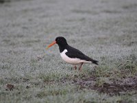 Haematopus ostralegus 72, Scholekster, Saxifraga-Luuk Vermeer