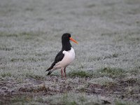 Haematopus ostralegus 73, Scholekster, Saxifraga-Luuk Vermeer